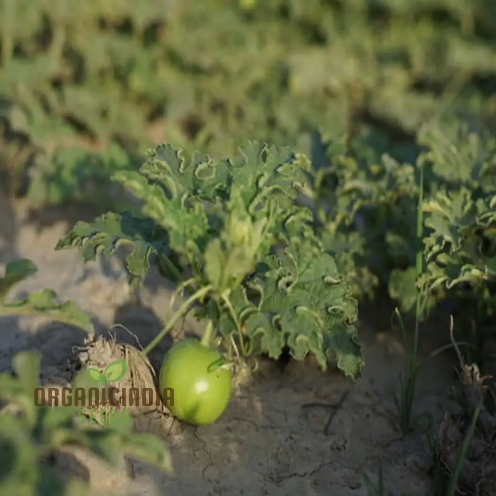 Apple Gourd Vegetable Seeds, Growing Delicious and Unique Vegetables in Your Garden - Image 3