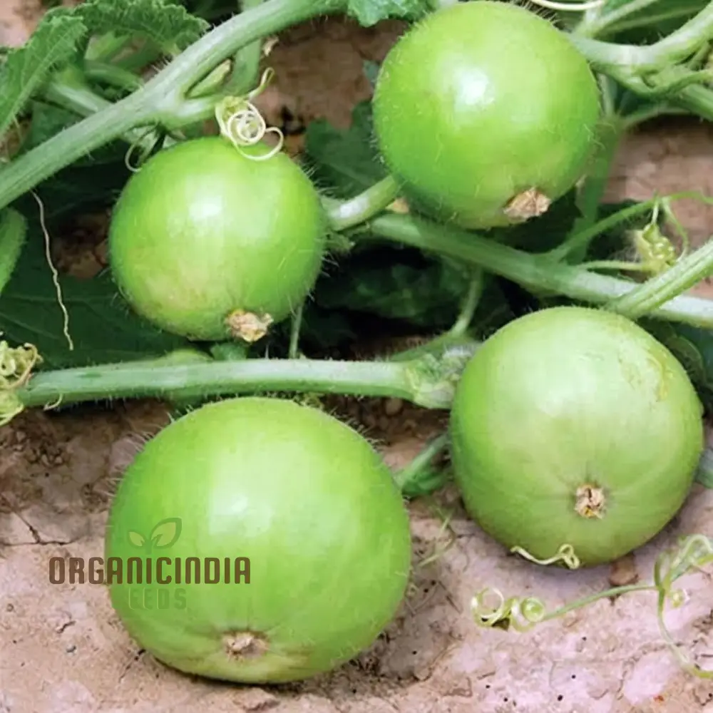 Apple Gourd Vegetable Seeds, Growing Delicious and Unique Vegetables in Your Garden - Image 4