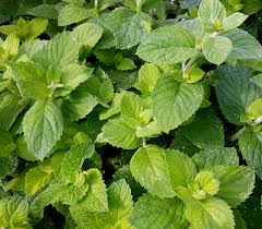 Applemint Seeds – Mentha Suaveolens Aromatic Perennial Mint for Culinary & Tea Gardens