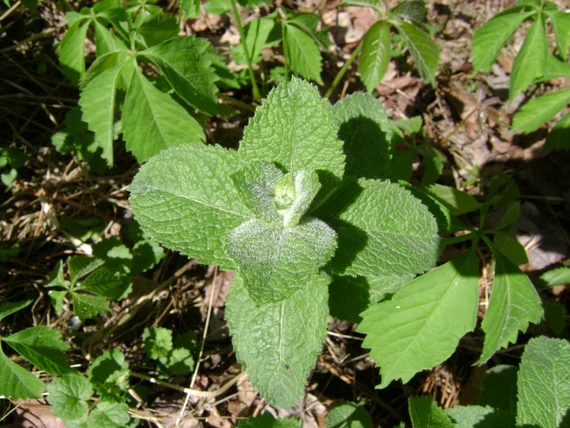 Applemint Seeds – Mentha Suaveolens Aromatic Perennial Mint for Culinary & Tea Gardens - Image 2