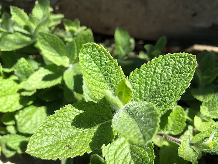 Applemint Seeds – Mentha Suaveolens Aromatic Perennial Mint for Culinary & Tea Gardens - Image 3