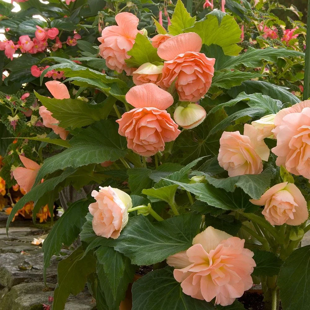 Apricot Begonia Flower Seeds ,Warm Peachy Blooms, Easy to Grow, Non-GMO - Image 2