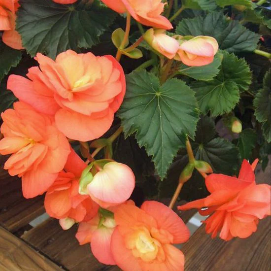Apricot Begonia Flower Seeds ,Warm Peachy Blooms, Easy to Grow, Non-GMO - Image 3