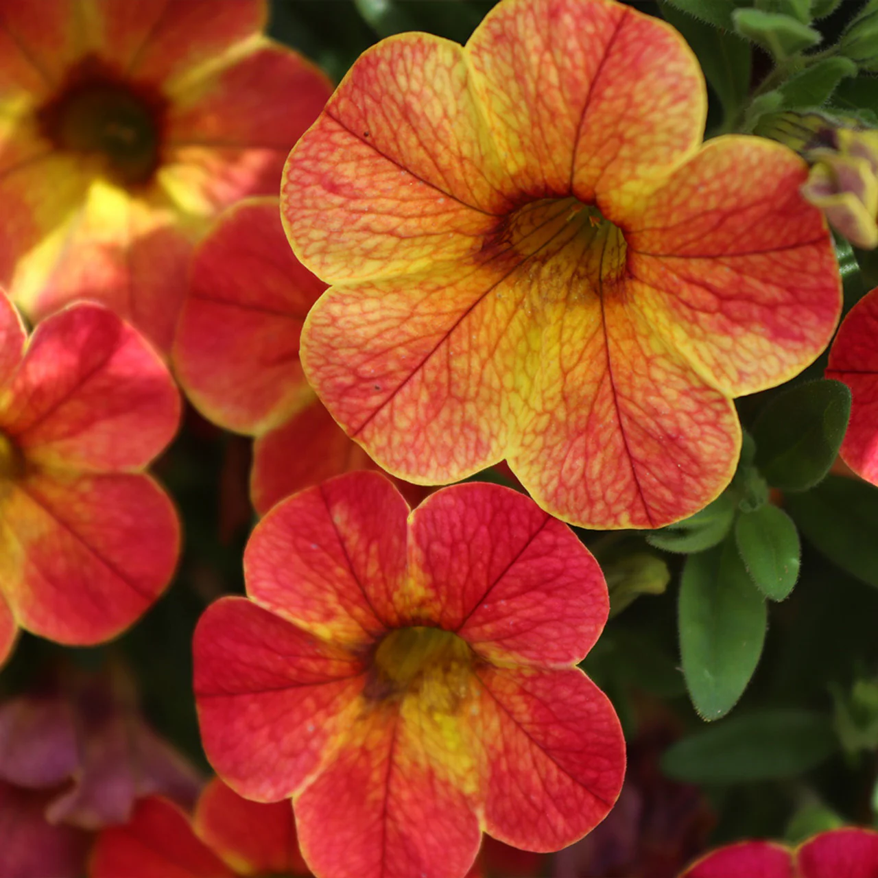 Petunia Seeds (Apricot Petunia Seeds) - Warm Peachy Blooms for Gardens & Hanging Baskets
