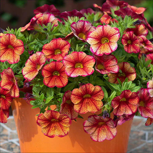 Petunia Seeds (Apricot Petunia Seeds) - Warm Peachy Blooms for Gardens & Hanging Baskets - Image 2