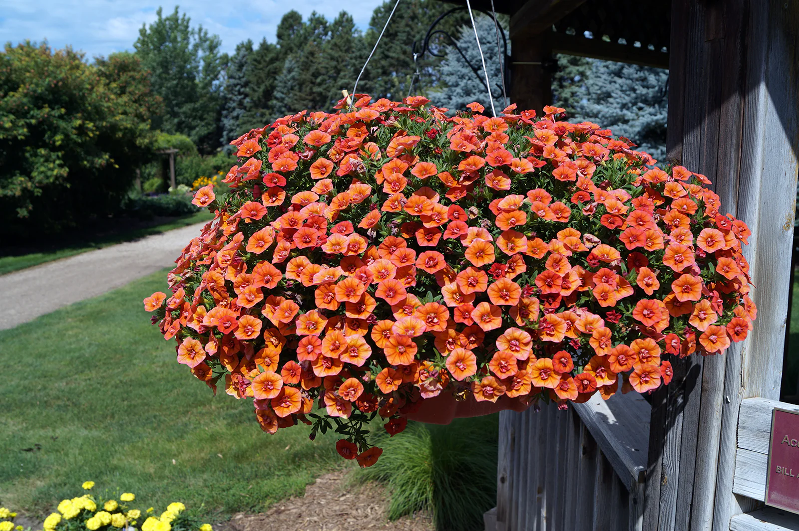 Petunia Seeds (Apricot Petunia Seeds) - Warm Peachy Blooms for Gardens & Hanging Baskets - Image 3