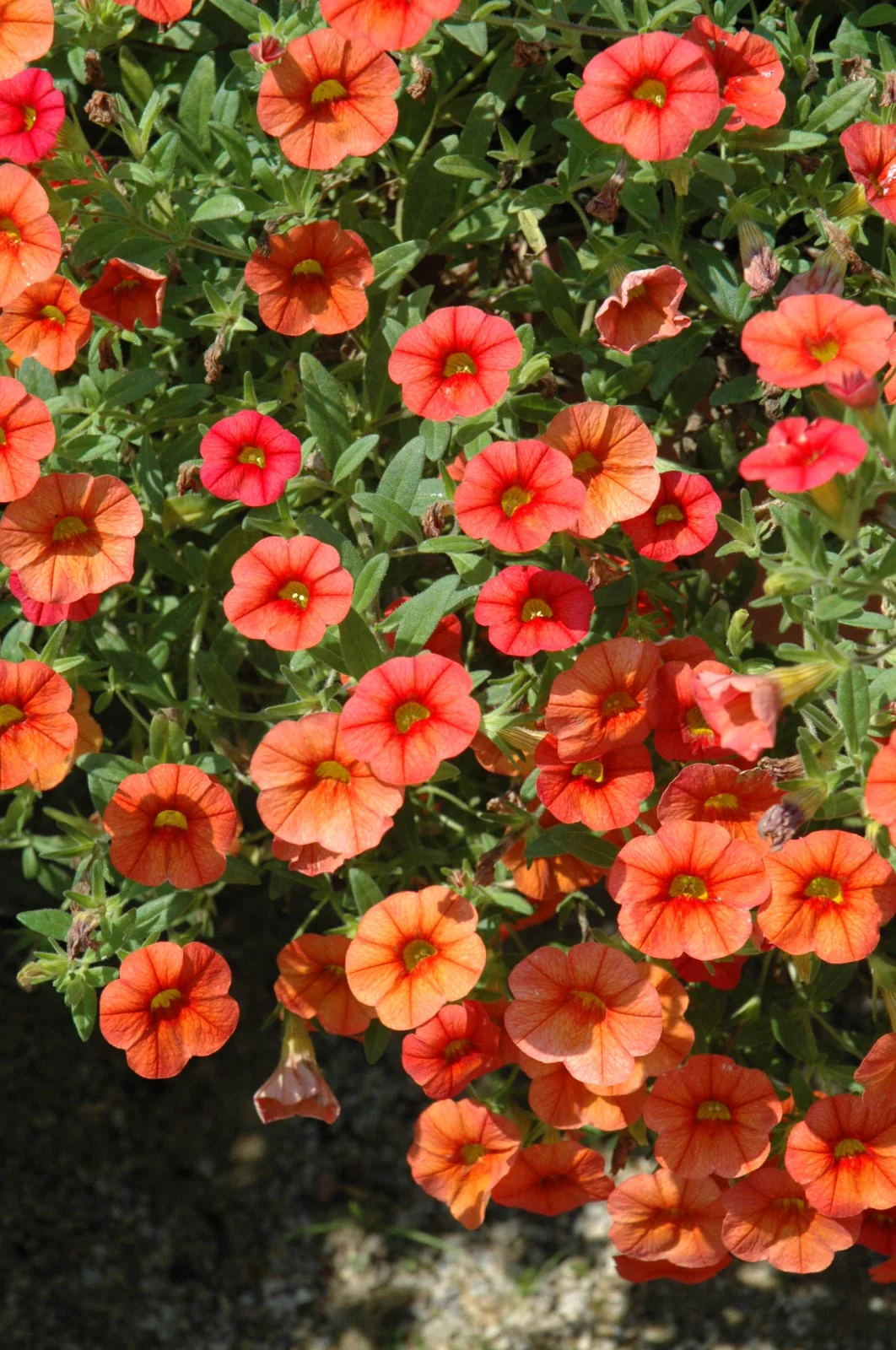 Petunia Seeds (Apricot Petunia Seeds) - Warm Peachy Blooms for Gardens & Hanging Baskets - Image 4