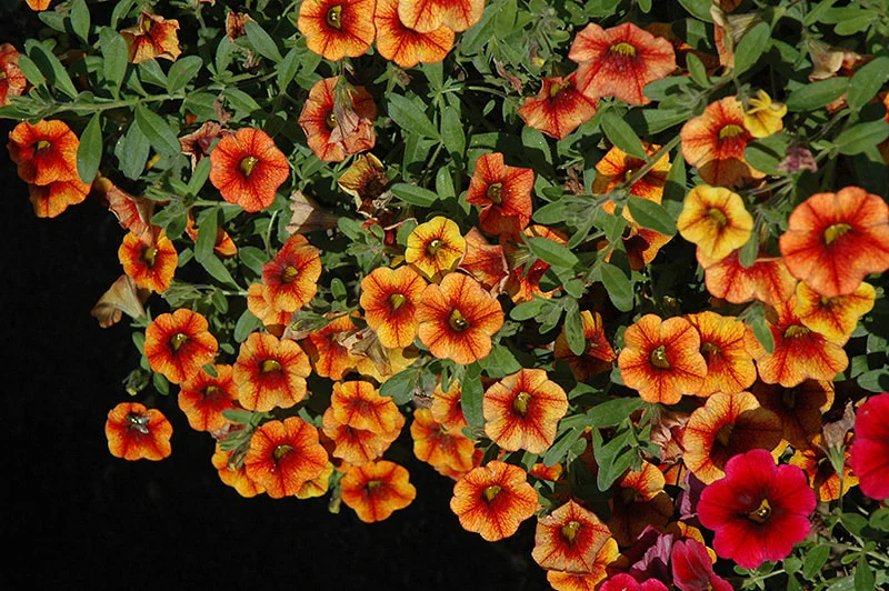 Petunia Seeds (Apricot Petunia Seeds) - Warm Peachy Blooms for Gardens & Hanging Baskets - Image 5