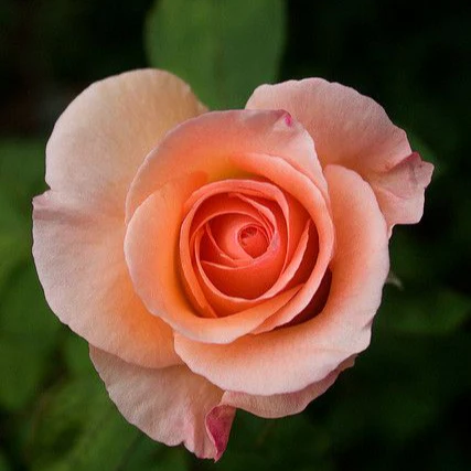 Apricot Rose Seeds – Soft Warm Blooms for Garden Planting