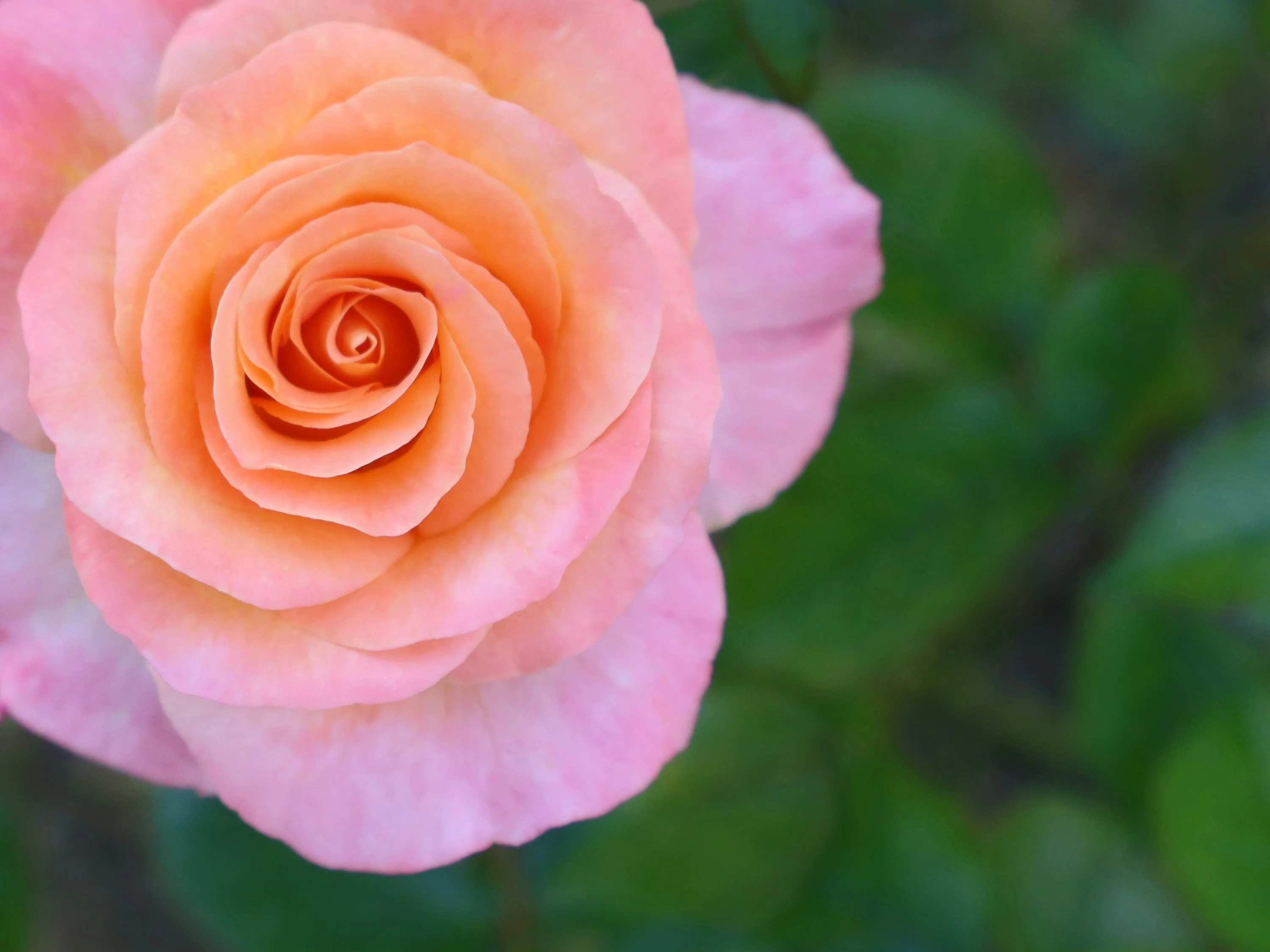 Apricot Rose Seeds – Soft Warm Blooms for Garden Planting - Image 2