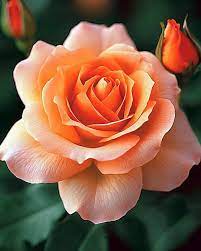 Apricot Rose Seeds – Soft Warm Blooms for Garden Planting - Image 3
