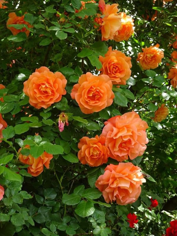 Apricot Rose Seeds – Soft Warm Blooms for Garden Planting - Image 4