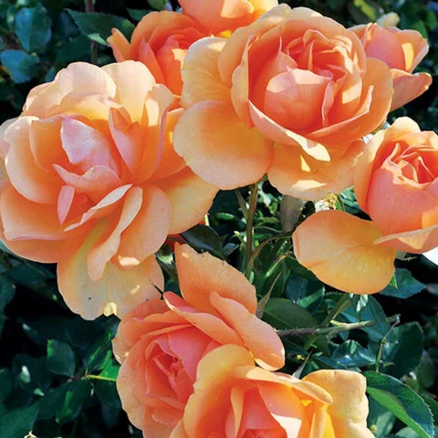 Apricot Rose Seeds – Soft Warm Blooms for Garden Planting - Image 5