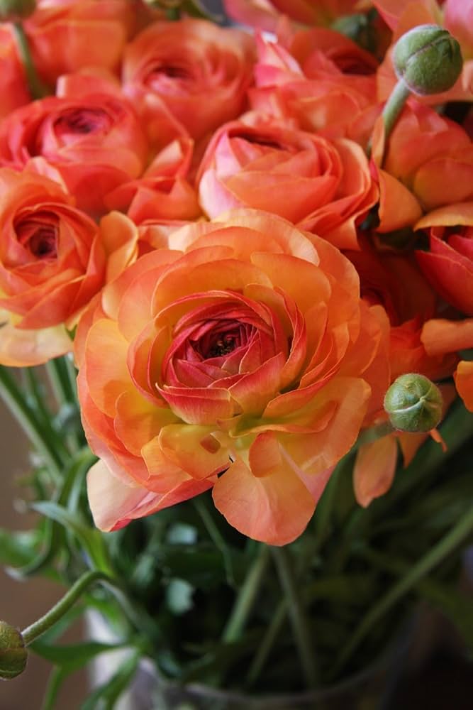 Apricot Rose Seeds – Soft Warm Blooms for Garden Planting - Image 6