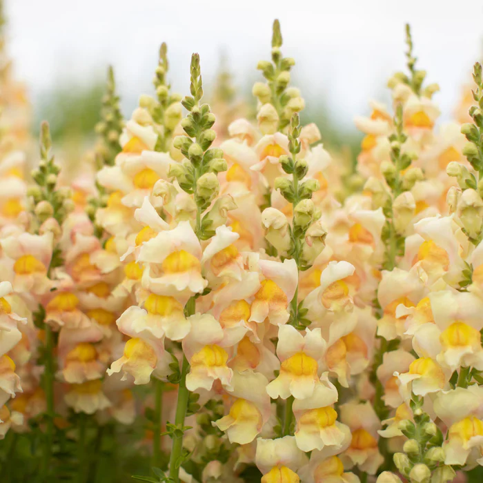 Apricot Snapdragon Seeds – Warm Elegant Garden Blooms