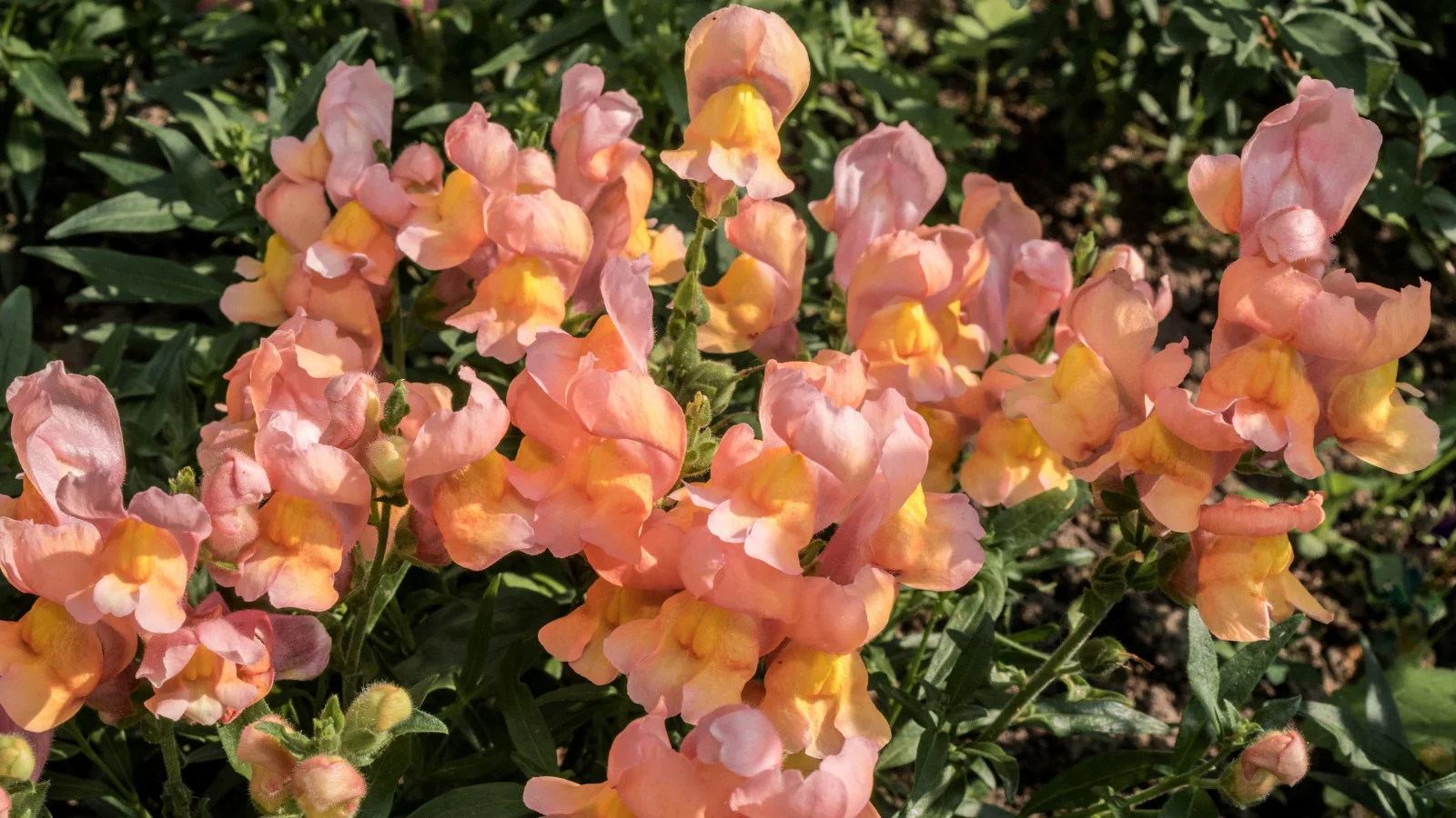 Apricot Snapdragon Seeds – Warm Elegant Garden Blooms - Image 5