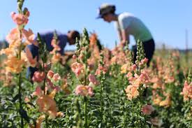 Apricot Snapdragon Seeds – Warm Elegant Garden Blooms - Image 7