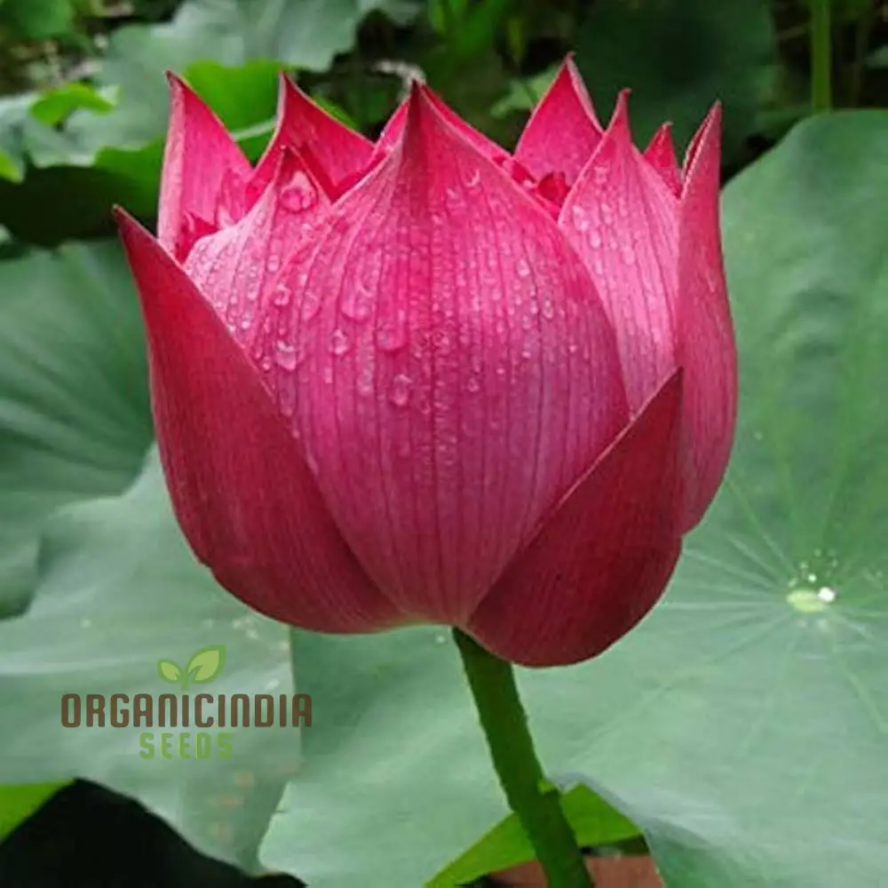 Aquatic Lotus Seeds (Nelumbo nucifera Crimson), Comprehensive Guide for Planting and Growing Vibrant Lotus Blossoms - Image 3