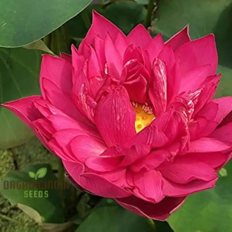 Aquatic Lotus Seeds (Nelumbo nucifera Crimson), Comprehensive Guide for Planting and Growing Vibrant Lotus Blossoms - Image 4