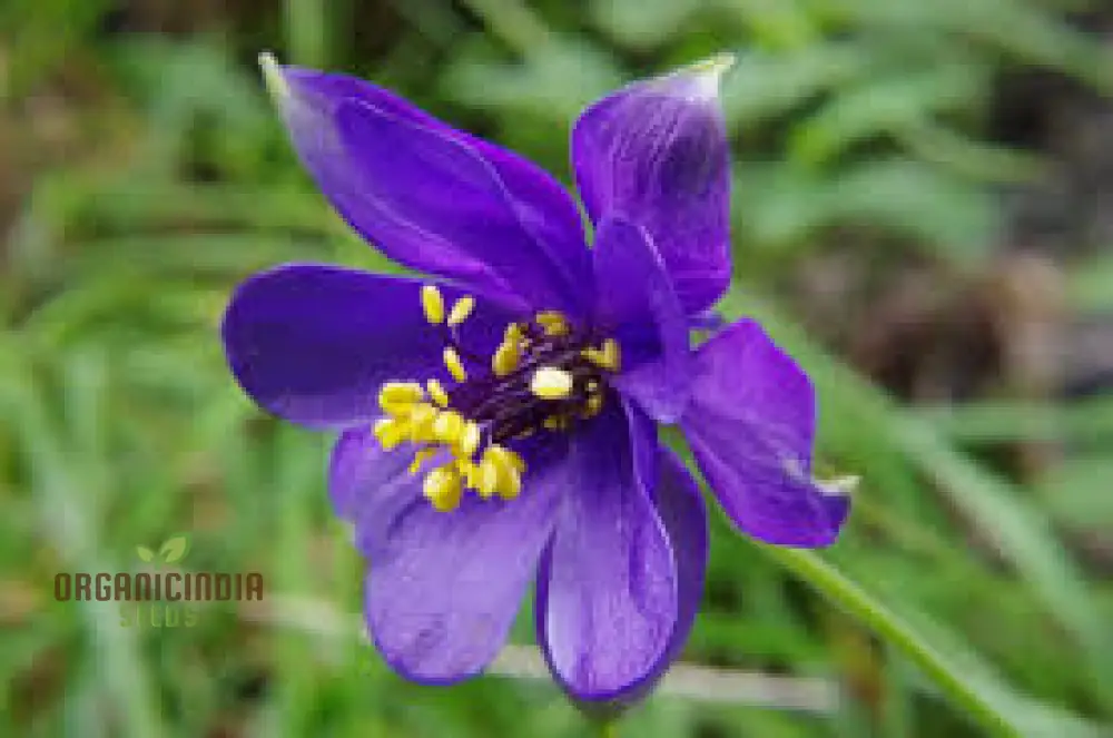 Aquilegia Alpina Seeds for Gardening Enthusiasts - Rare Columbine Flower Seeds, Hardy Perennial Plant, Easy to Grow - Image 4