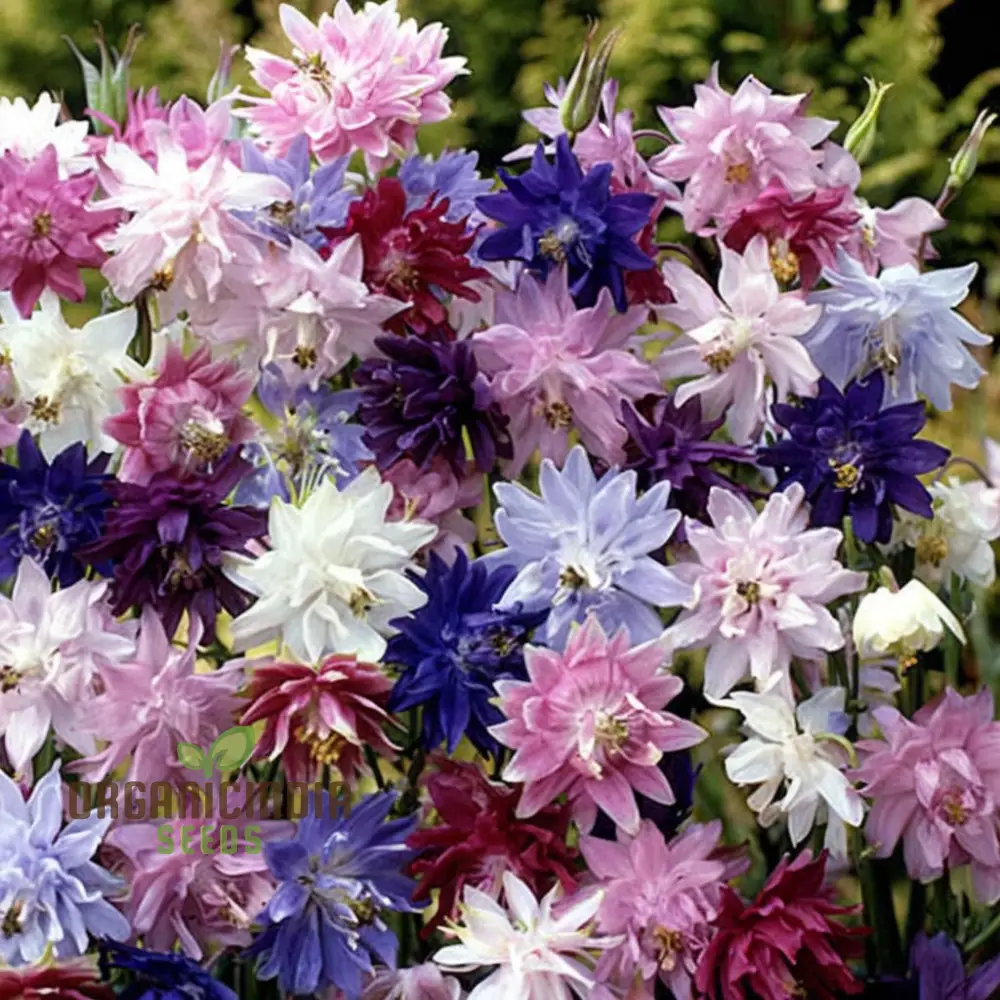 Aquilegia Barlow Mixed Seeds , Elevate Your Gardening Experience with Diverse, Stunning Blooms!