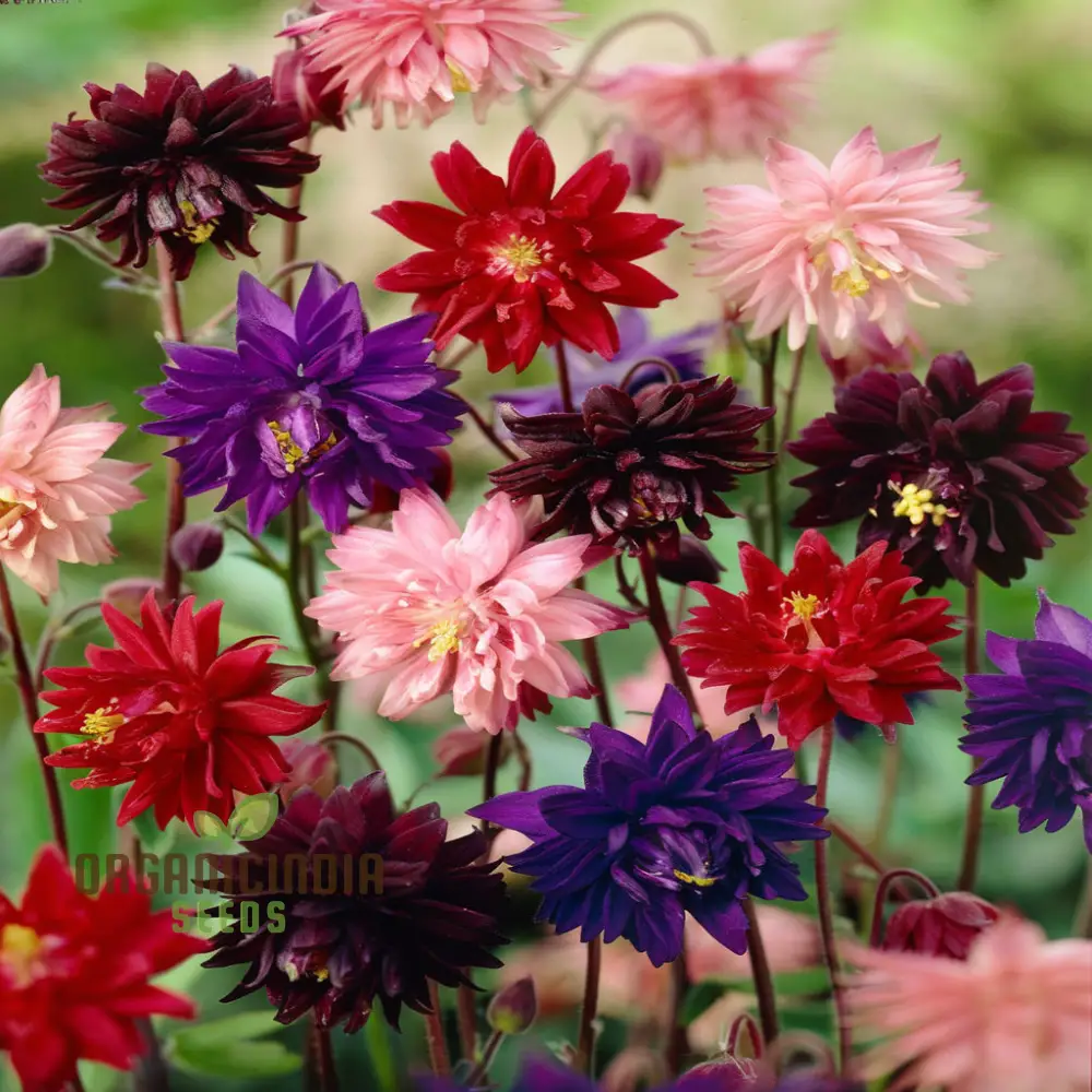 Aquilegia Barlow Mixed Seeds , Elevate Your Gardening Experience with Diverse, Stunning Blooms! - Image 4