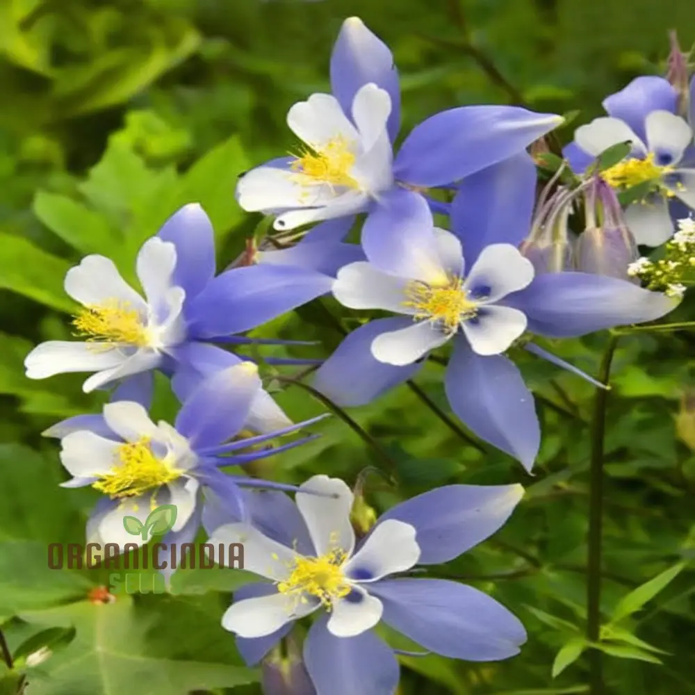 Aquilegia Blue Columbine Flower Seeds - Delicate Blooms for Enchanting Garden Borders