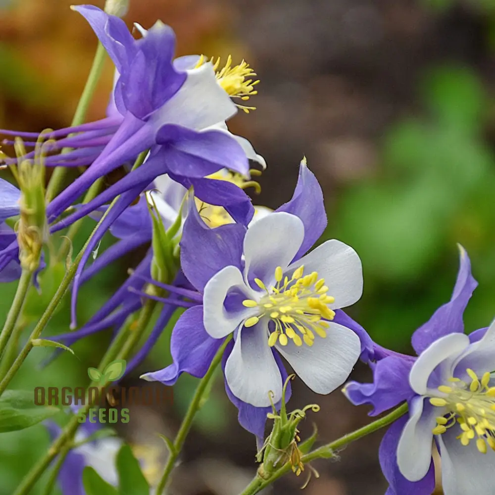 Aquilegia Blue Columbine Flower Seeds - Delicate Blooms for Enchanting Garden Borders - Image 3