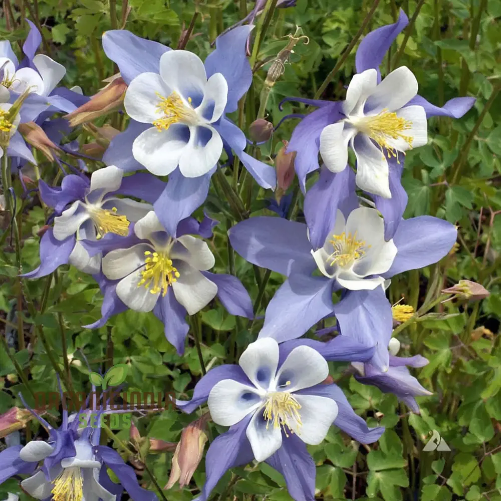 Aquilegia Blue Columbine Flower Seeds - Delicate Blooms for Enchanting Garden Borders - Image 4