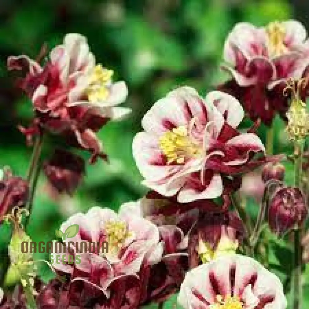Aquilegia Cottage Garden Mix Seeds - Premium Gardening Seeds for Beautiful Cottage Gardens