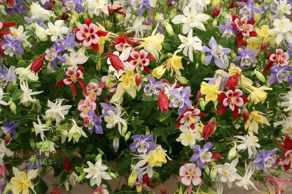 Aquilegia Cottage Garden Mix Seeds - Premium Gardening Seeds for Beautiful Cottage Gardens - Image 4