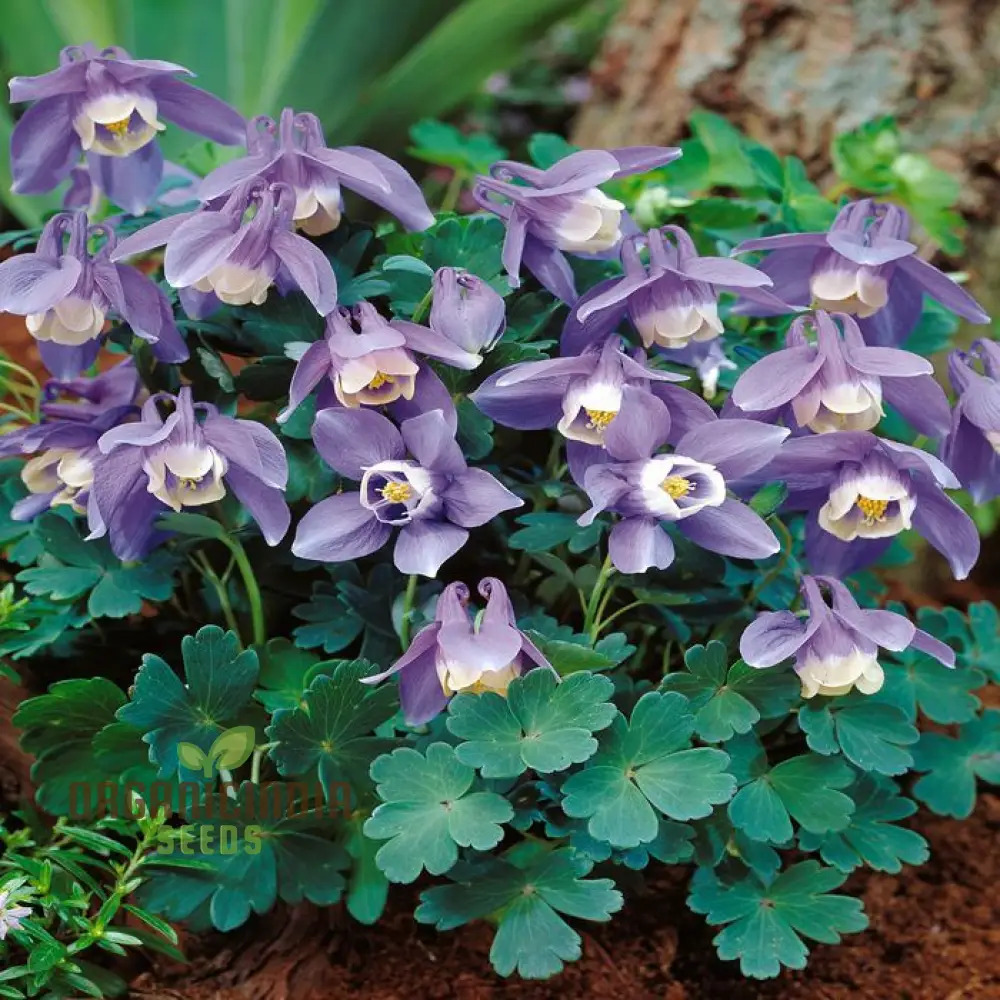 Aquilegia Flabellata Double Mix Seeds for Gardening Enthusiasts - Rare Double Columbine Flowers - Easy to Grow Perennial Flower Seeds - Image 3