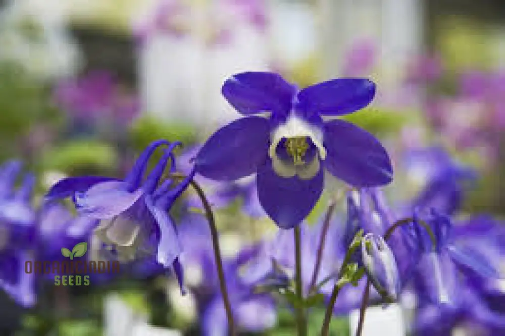 Aquilegia Flabellata Double Mix Seeds for Gardening Enthusiasts - Rare Double Columbine Flowers - Easy to Grow Perennial Flower Seeds - Image 4