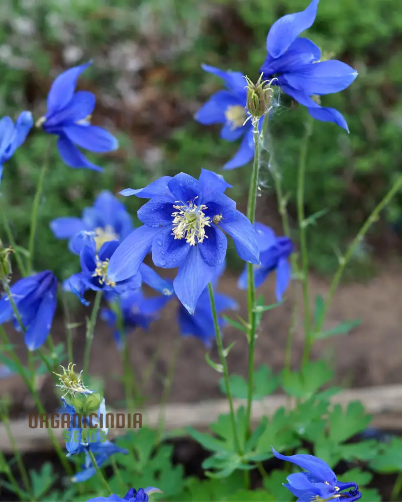Columbine Seeds (Aquilegia Glandulosa Seeds) - Rare Blue Blooms for Garden Enthusiasts - Image 3