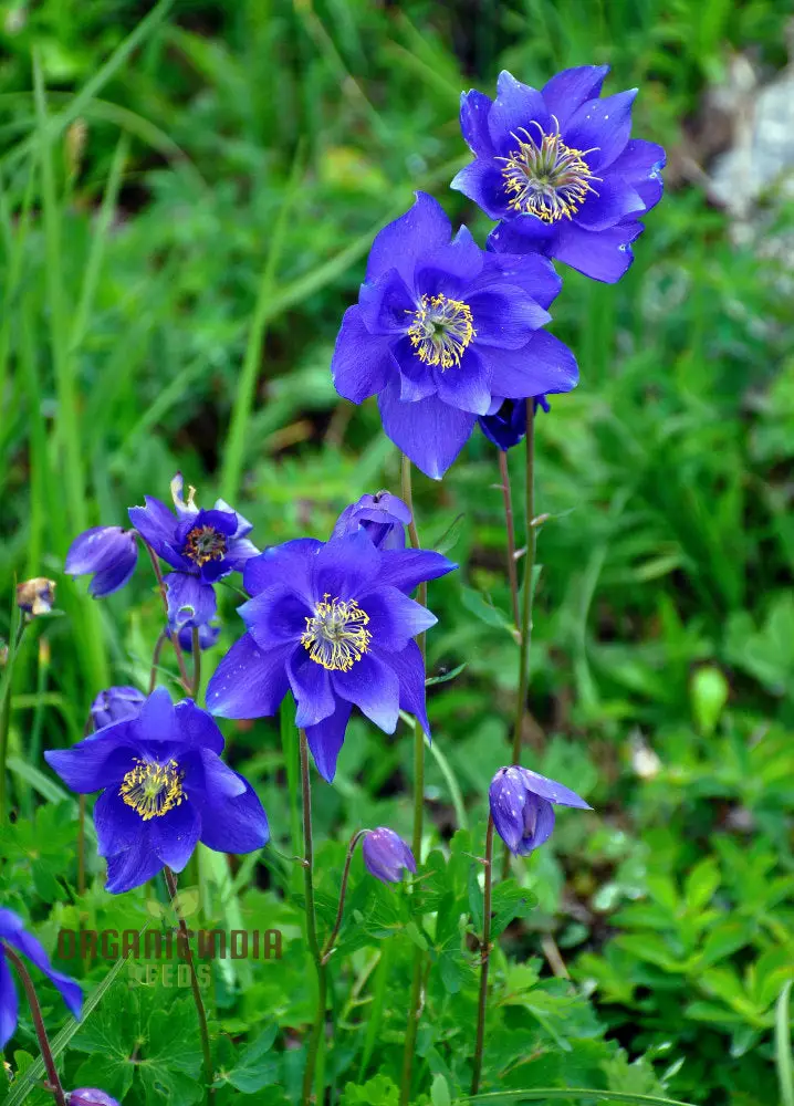 Columbine Seeds (Aquilegia Glandulosa Seeds) - Rare Blue Blooms for Garden Enthusiasts - Image 4