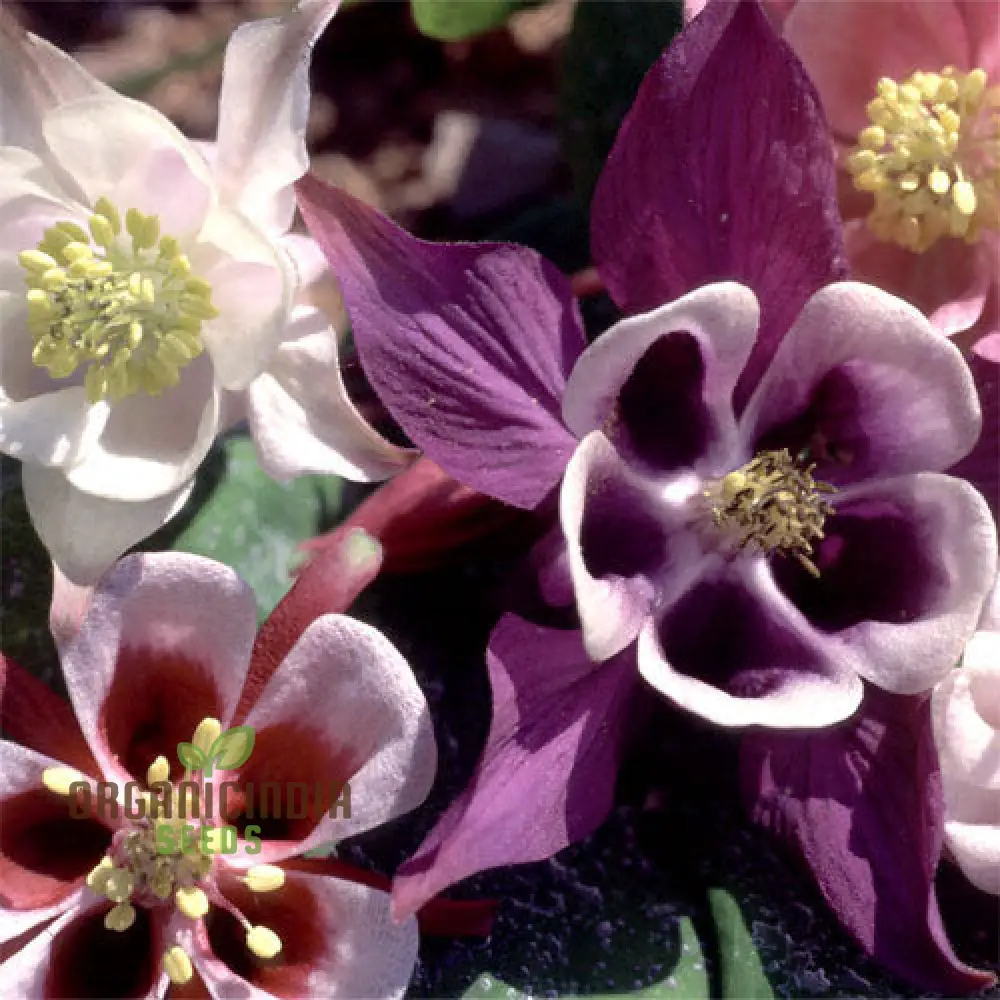 Aquilegia Mixed Seeds – Diverse Columbine Varieties for Beautiful Garden Displays