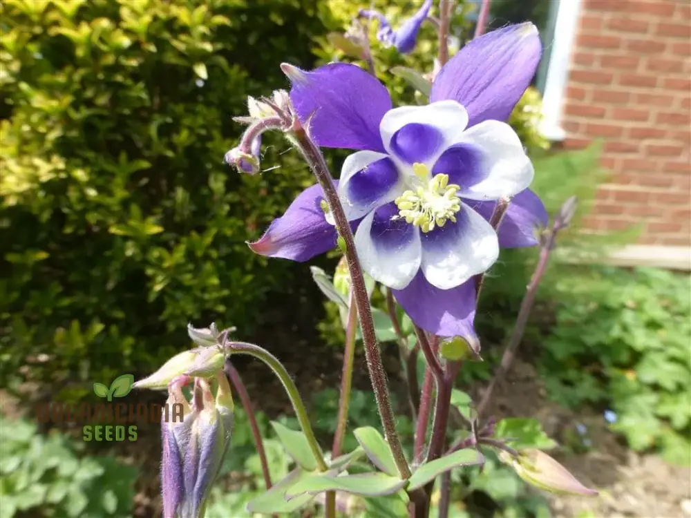 Aquilegia Mixed Seeds – Diverse Columbine Varieties for Beautiful Garden Displays - Image 3