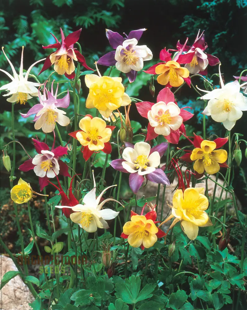 Aquilegia Mixed Seeds – Diverse Columbine Varieties for Beautiful Garden Displays - Image 4