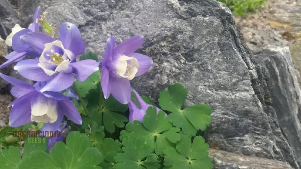 Aquilegia Pyrenaica Seeds for Gardening - Beautiful and Hardy Perennial Flower Seeds for Your Home Garden - Enhance Your Outdoor Space with Stunning Blooms - Image 3