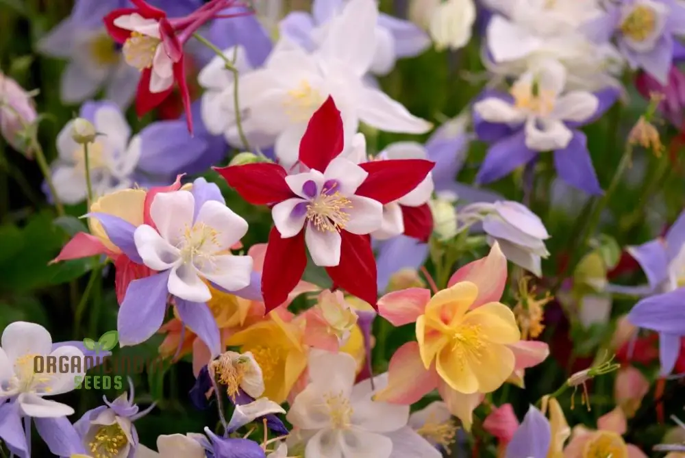Aquilegia 'Starburst Mixed' Seeds for Gardening Enthusiasts - Rare Perennial Flower Seeds for Beautiful Gardens