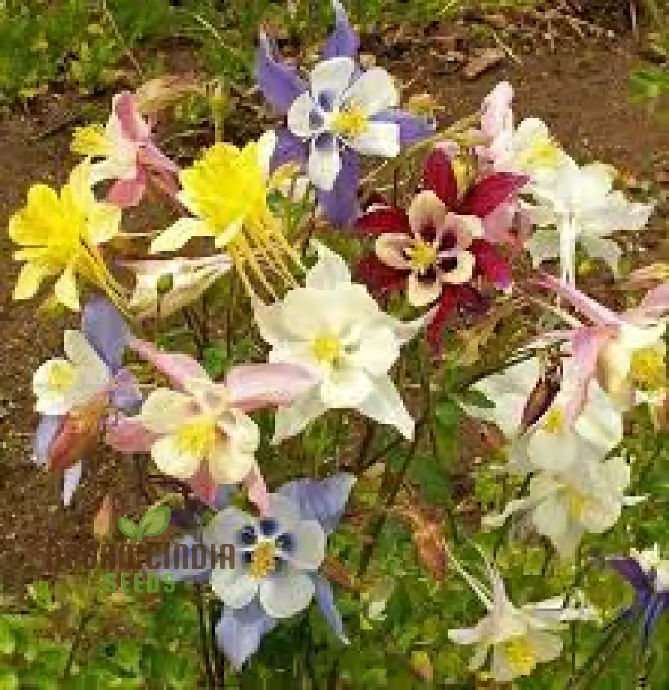 Aquilegia 'Starburst Mixed' Seeds for Gardening Enthusiasts - Rare Perennial Flower Seeds for Beautiful Gardens - Image 3