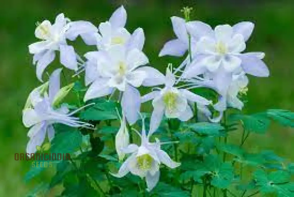 Aquilegia 'Starburst Mixed' Seeds for Gardening Enthusiasts - Rare Perennial Flower Seeds for Beautiful Gardens - Image 4