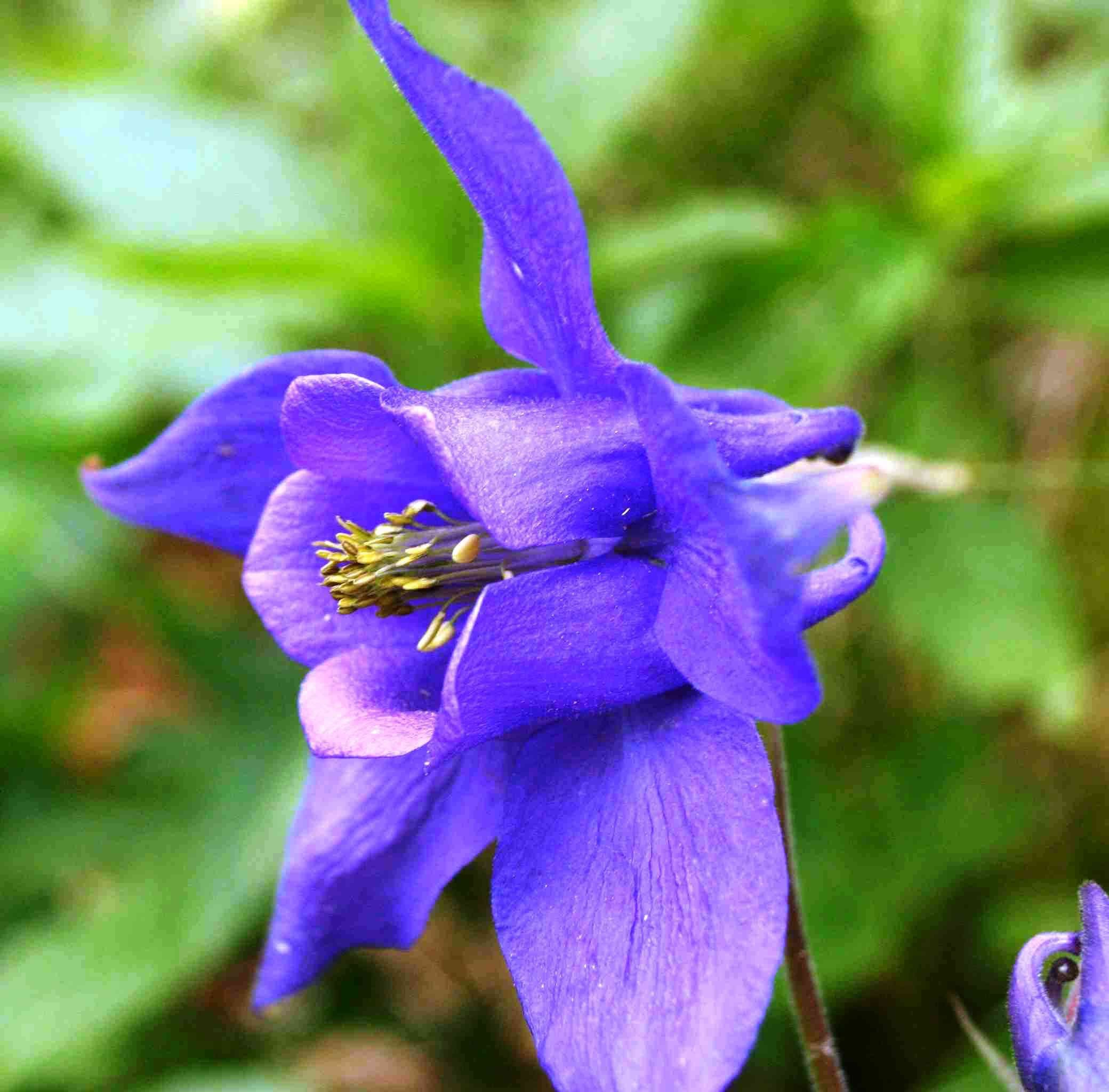 Aquilegia Vulgaris Blue Flamingo Seeds – Premium Perennial Variety for Home Garden Planting - Image 6