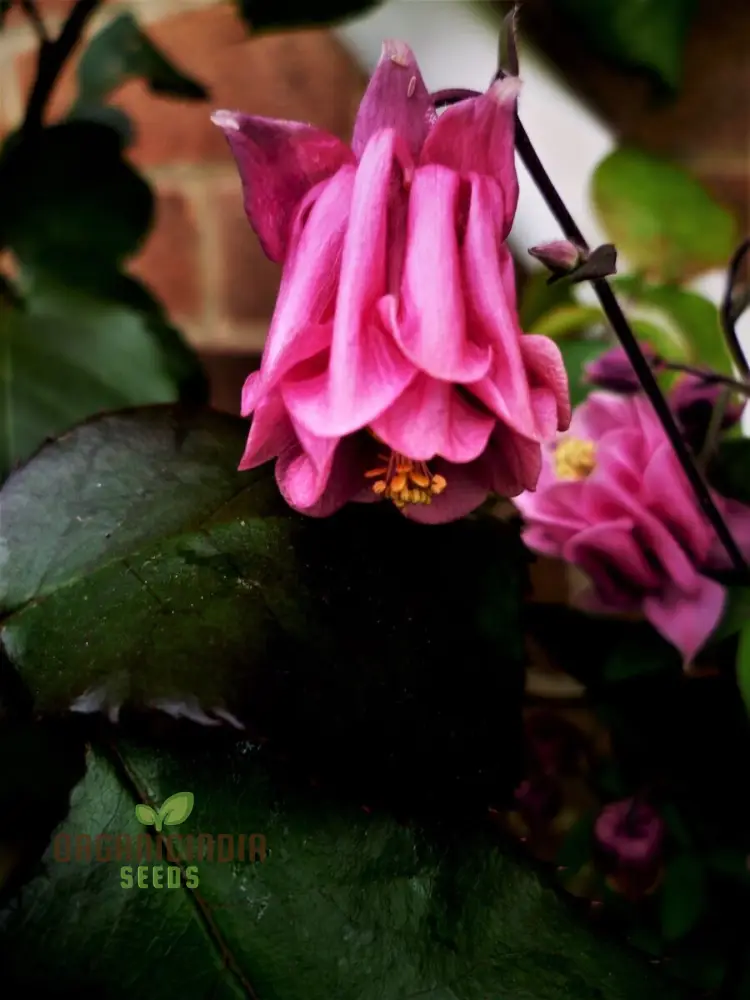 Aquilegia Vulgaris 'Burnished Rose' Seeds for Gardening - Premium Quality Seeds for Beautiful Blooms, Ideal for Home Gardening Enthusiasts
