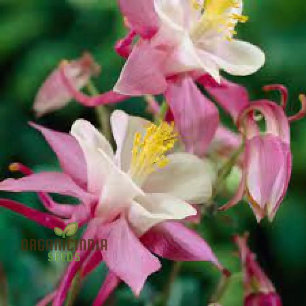 Aquilegia Vulgaris 'Burnished Rose' Seeds for Gardening - Premium Quality Seeds for Beautiful Blooms, Ideal for Home Gardening Enthusiasts - Image 3