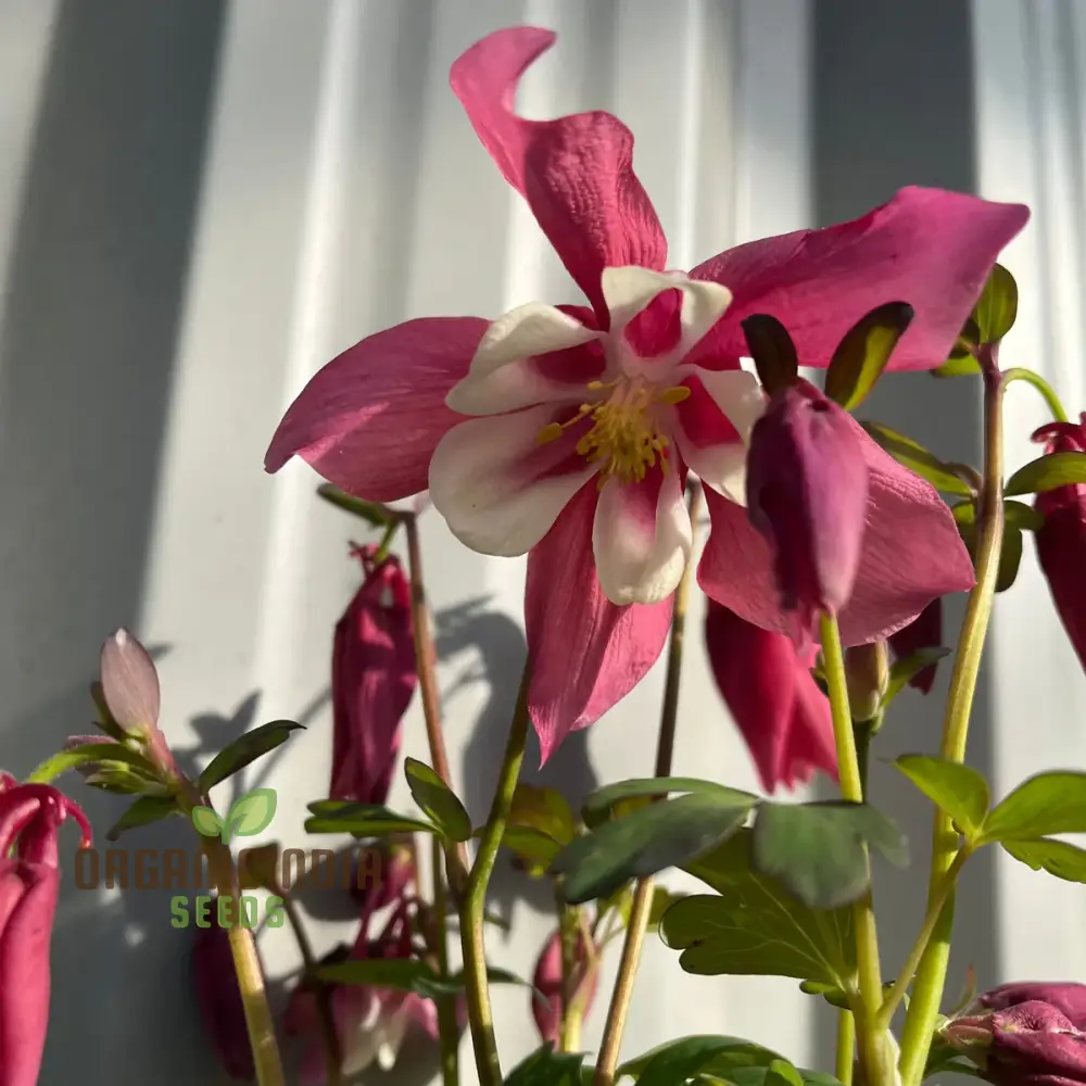 Aquilegia Vulgaris 'Burnished Rose' Seeds for Gardening - Premium Quality Seeds for Beautiful Blooms, Ideal for Home Gardening Enthusiasts - Image 4