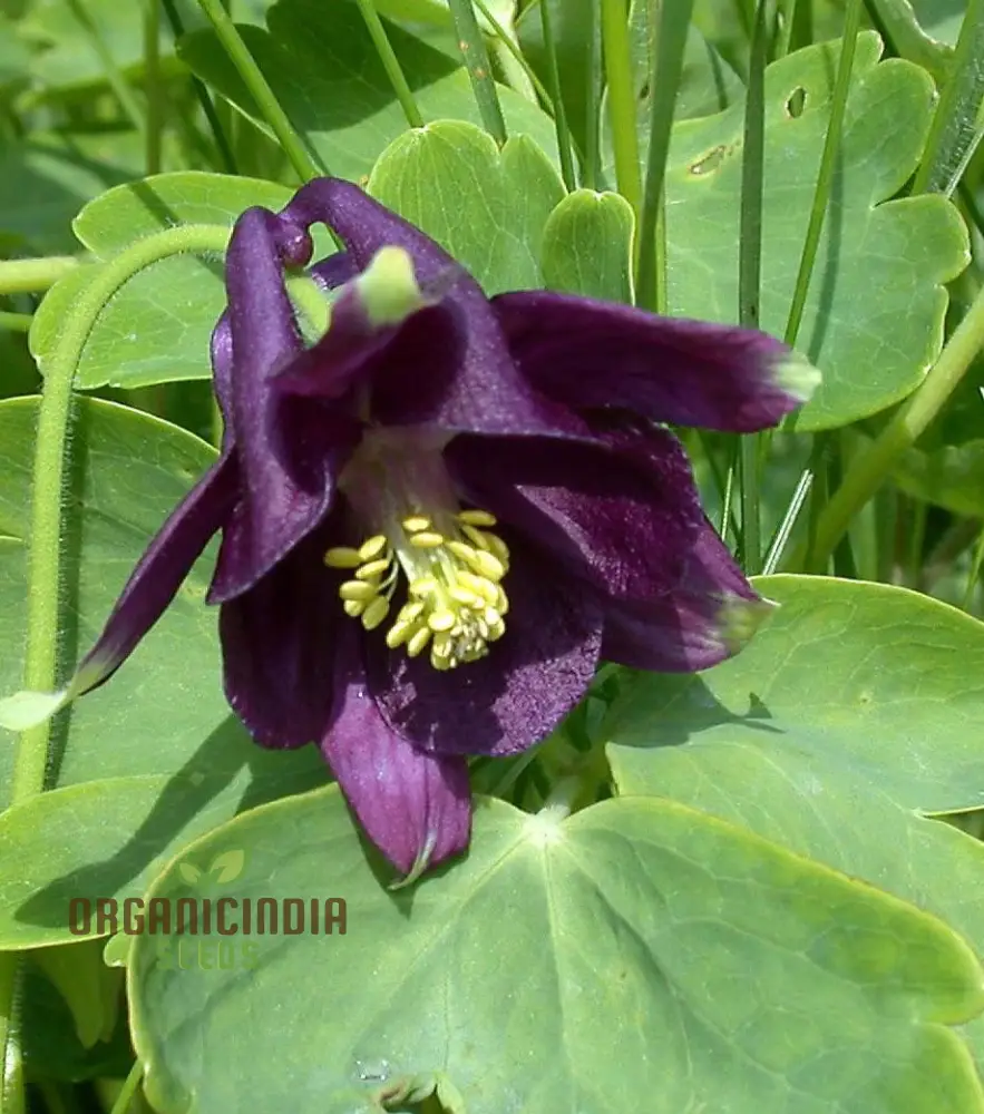 Aquilegia Vulgaris 'Kurdistanica' Seeds - Perfect for Gardening Enthusiasts - Stunning Lengthy Blooms