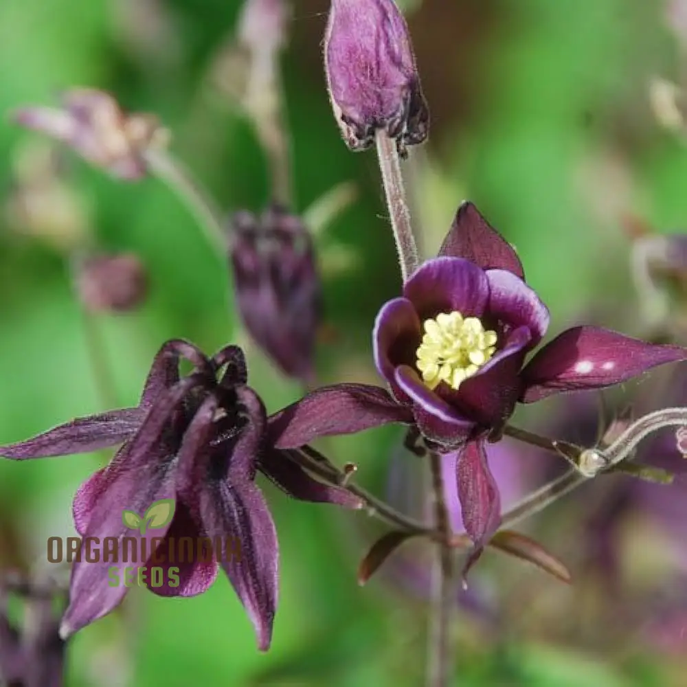Aquilegia Vulgaris 'Kurdistanica' Seeds - Perfect for Gardening Enthusiasts - Stunning Lengthy Blooms - Image 3