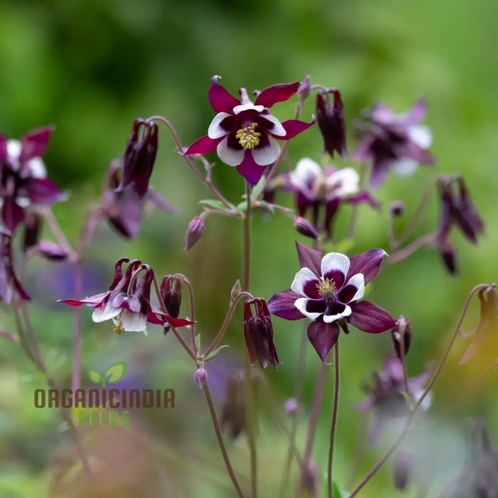 Aquilegia Vulgaris 'Kurdistanica' Seeds - Perfect for Gardening Enthusiasts - Stunning Lengthy Blooms - Image 4
