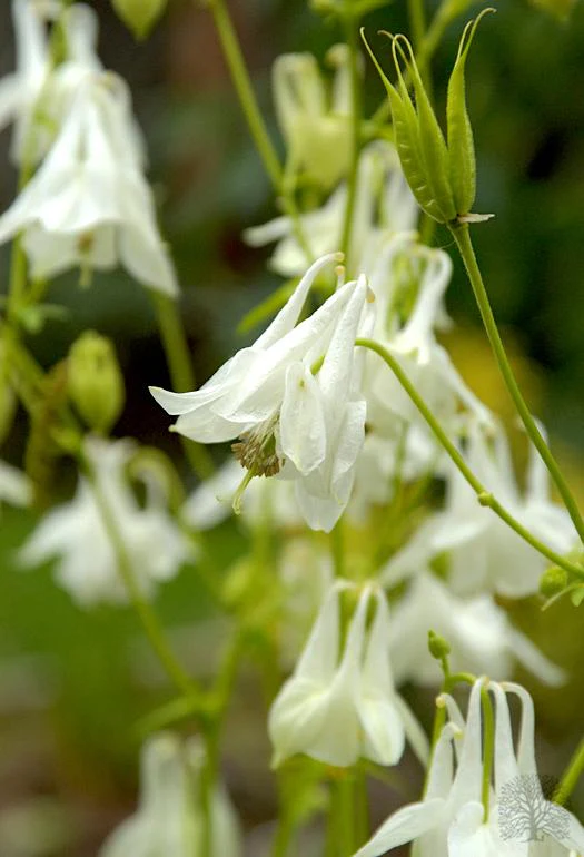 Aquilegia Vulgaris Mellow Yellow Shades Seeds – Easy-Grow Perennial Flower Variety for Gardens - Image 3